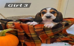 Basset Hound dogs for sale: Stunning Bassett Hound puppies - Image 6