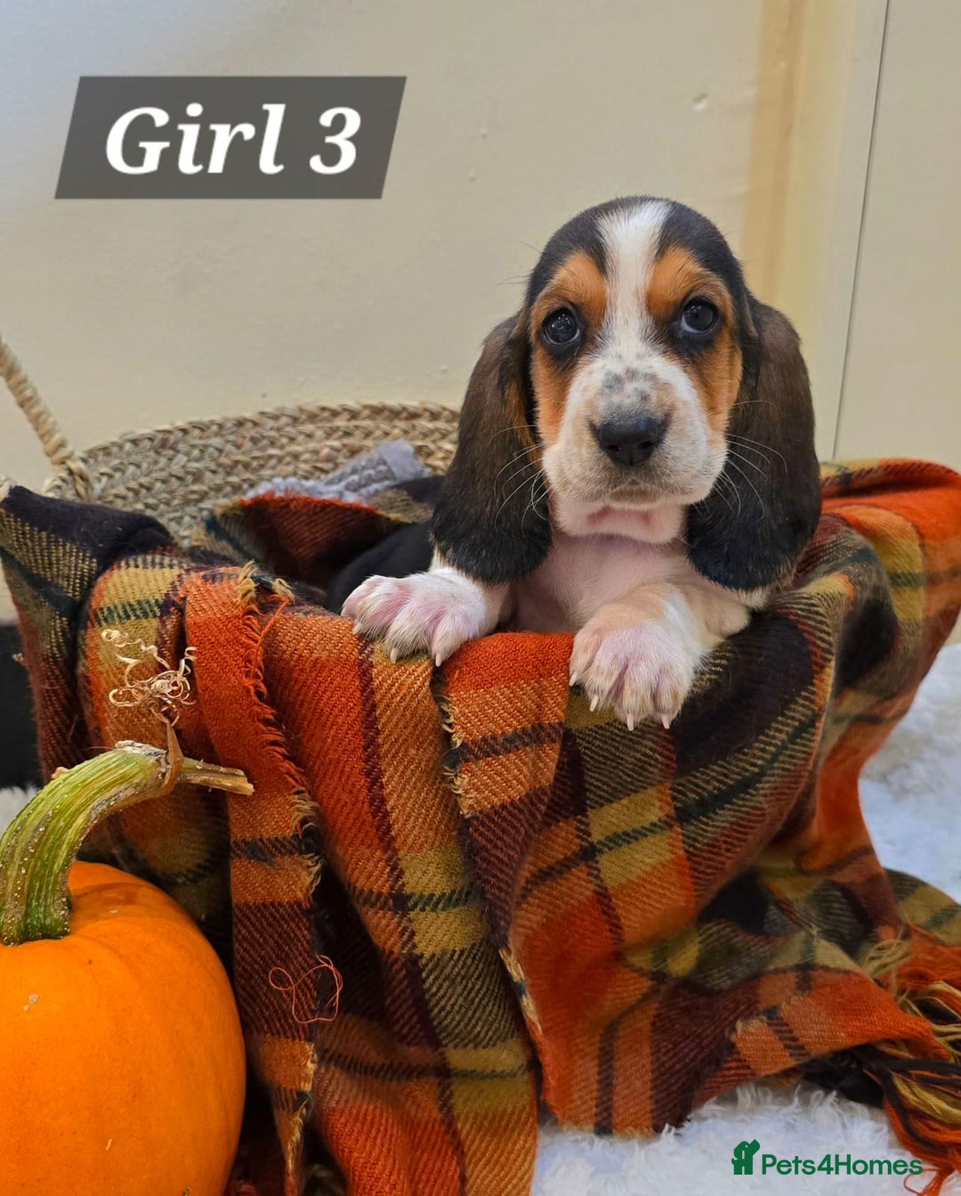 Basset Hound dogs for sale: Stunning Bassett Hound puppies - Image 6