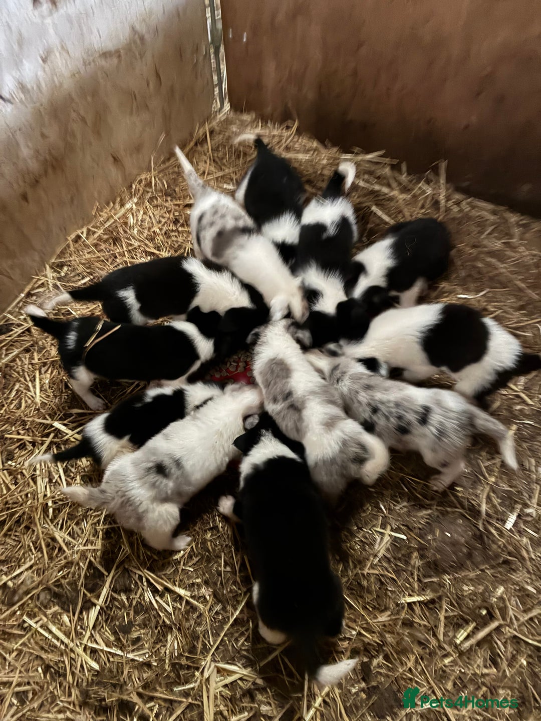 Border Collie dogs for sale: Lovely border collie pups - Image 1