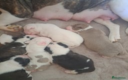 Old Tyme Bulldog dogs for sale: Old tyme bulldogs puppies for sale. - Image 5
