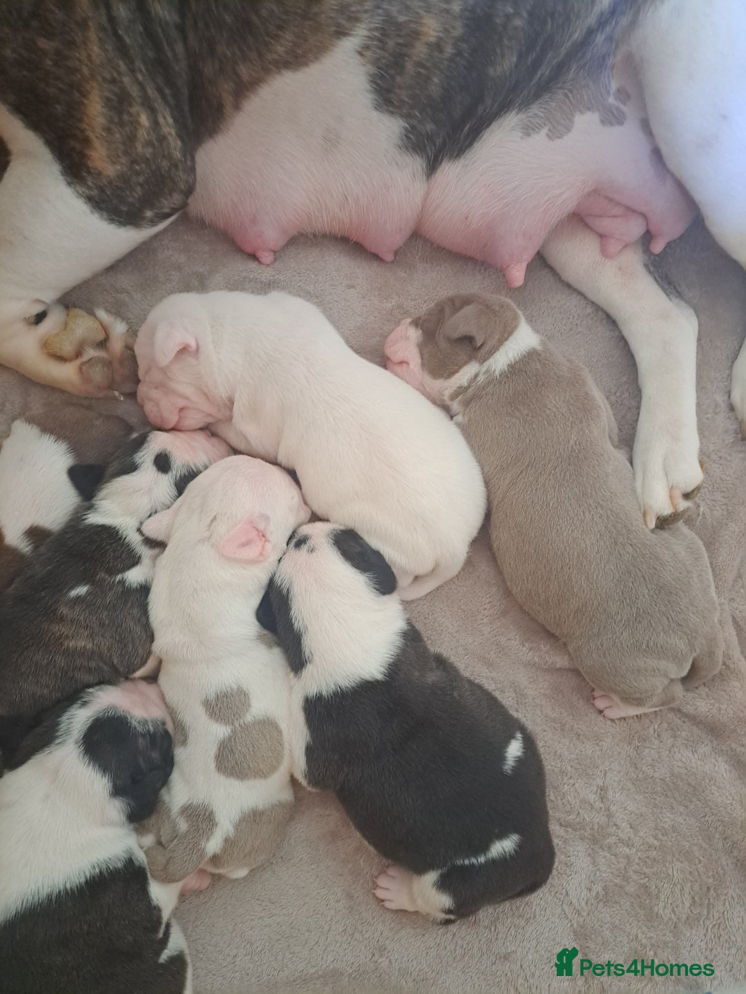 Old Tyme Bulldog dogs for sale: Old tyme bulldogs puppies for sale. - Image 5