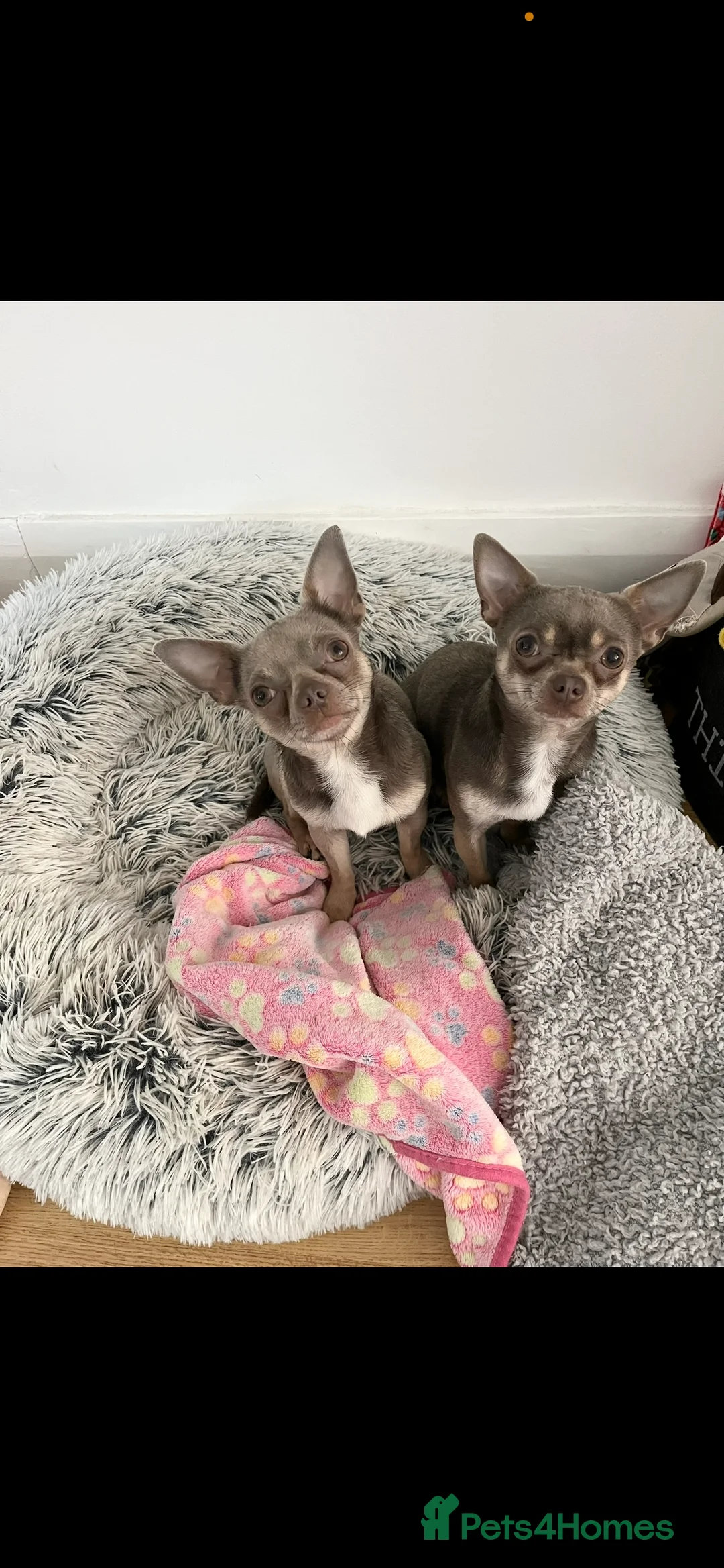 Chihuahua dogs for stud: Proven Lilac KC registered chihuahua for stud  in Liverpool - Advert 30