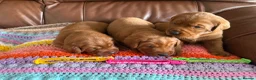 Labrador Retriever dogs for sale: Icon puppies available Dark Red Labradors  - Advert 5