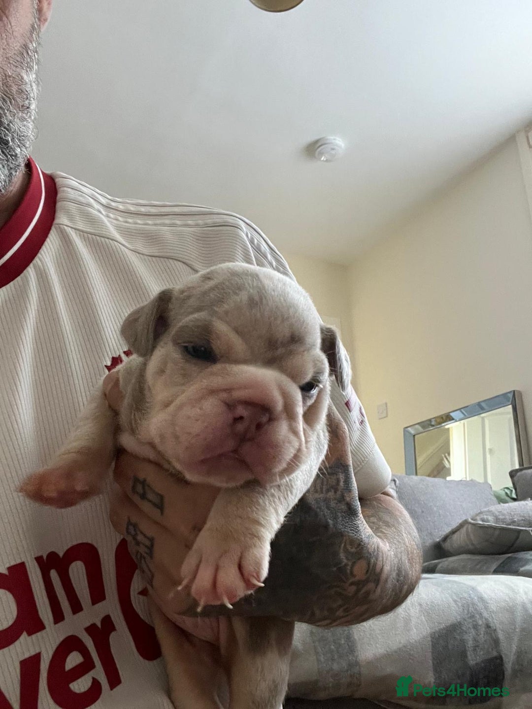 English Bulldog dogs for sale: English Bulldogs  - Image 27