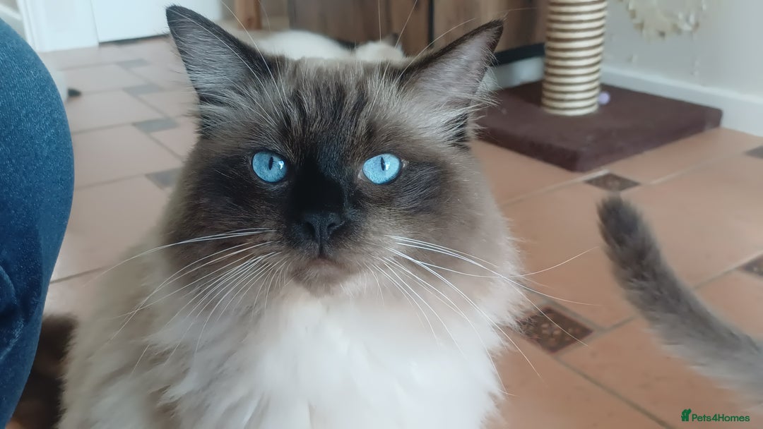 Ragdoll cats for sale: Ragdoll Kittens for Sale - Image 11