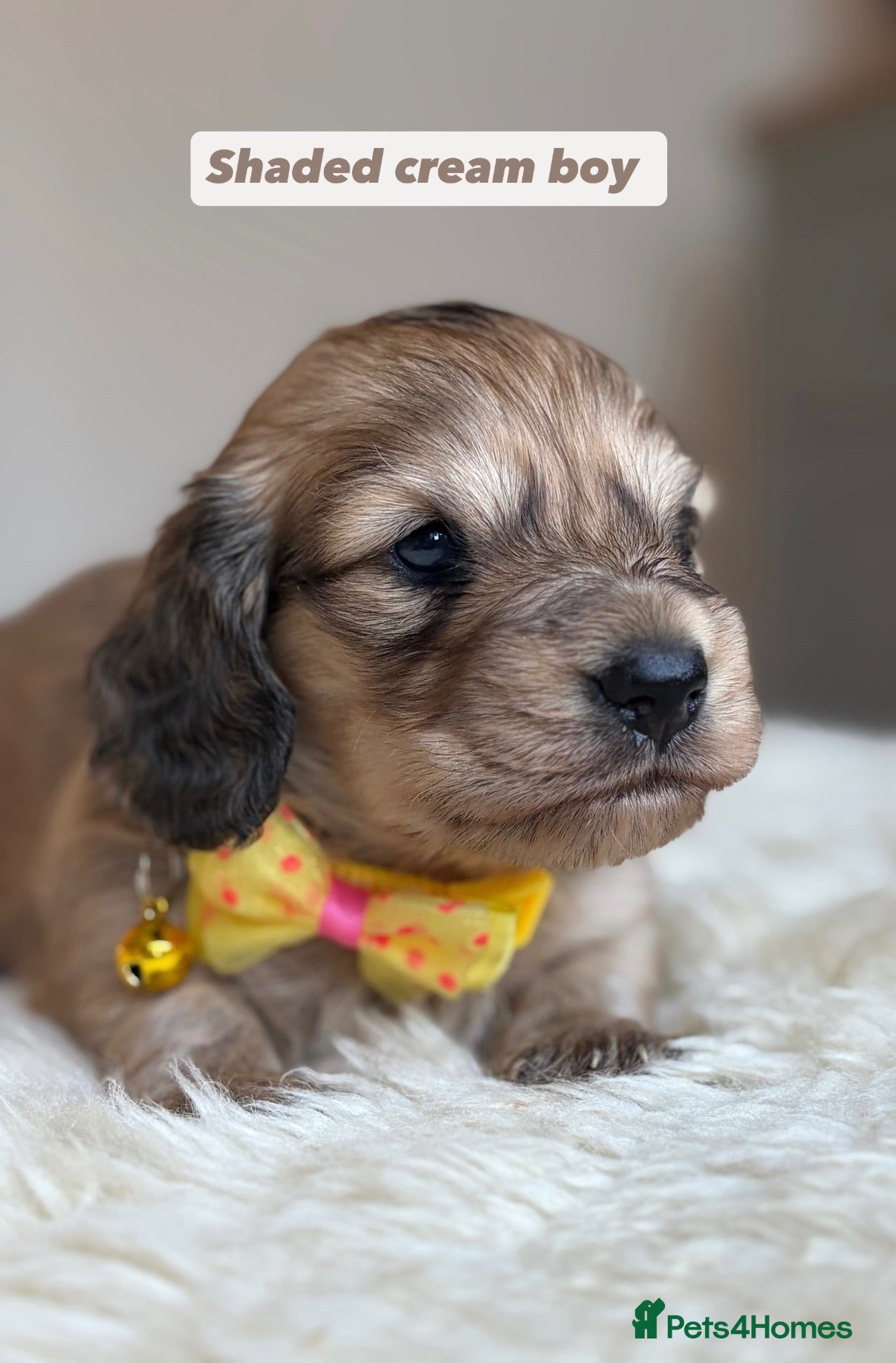 Miniature Dachshund dogs Miniature long haired cream dachshunds  - Advert 1