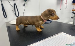 Miniature Dachshund dogs for sale: READY NOW PRA CLEAR DACHSHUND PUPPIES - Image 22