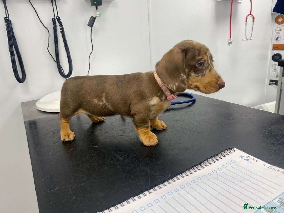 Miniature Dachshund dogs for sale: READY NOW PRA CLEAR DACHSHUND PUPPIES - Image 22
