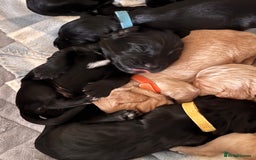 Cocker Spaniel dogs for sale: Cocker spaniel puppies for sale  - Image 22