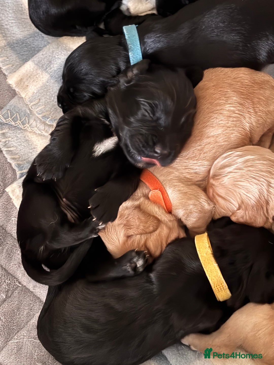 Cocker Spaniel dogs for sale: Cocker spaniel puppies for sale  - Image 22