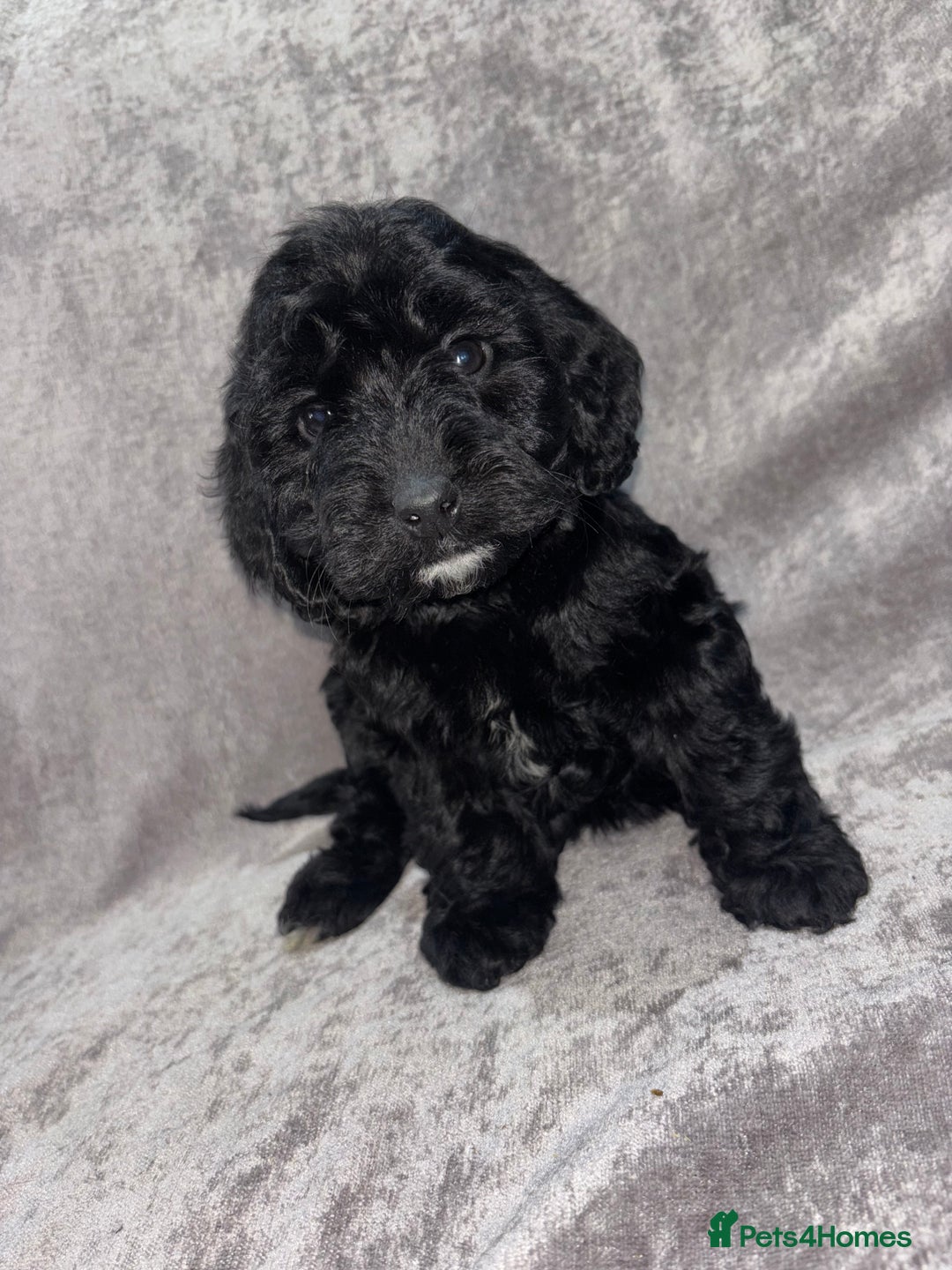 Cockapoo dogs for sale: Gorgeous Cockapoo Puppies  - Advert 29