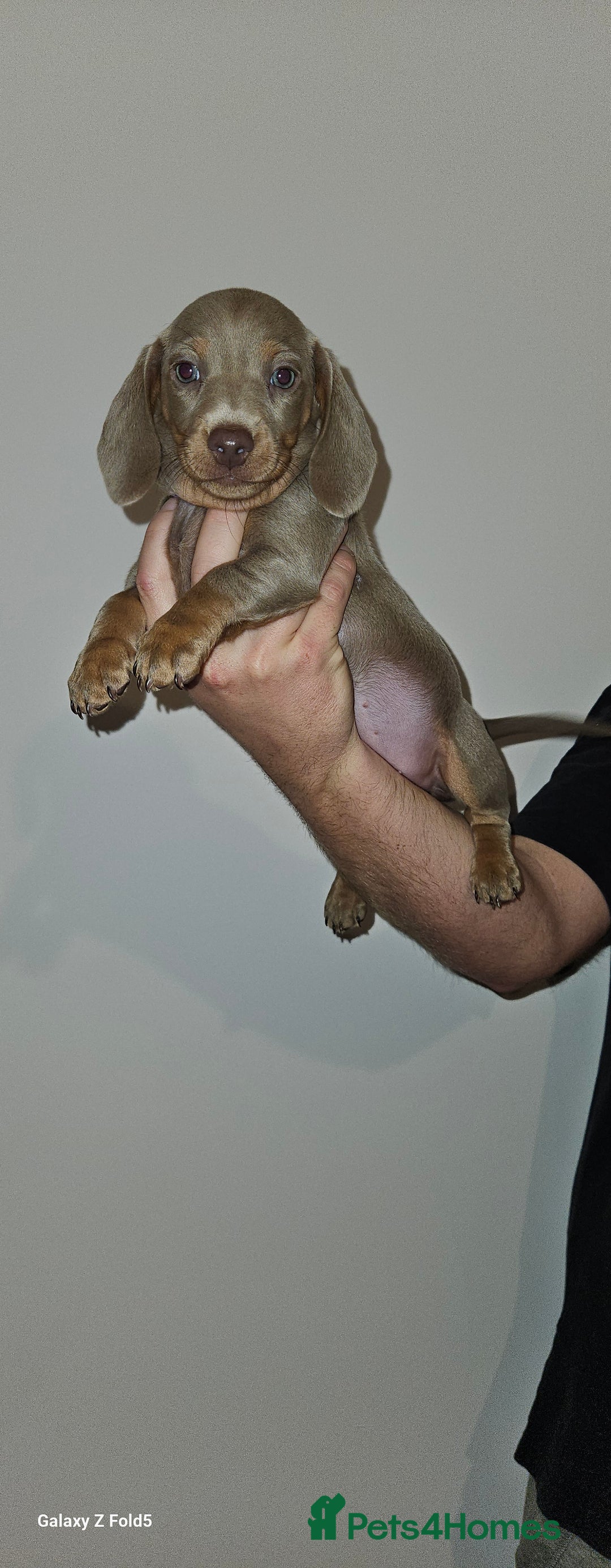 Miniature Dachshund dogs for sale: Silver and Tan Miniature Dachshunds  - Image 15