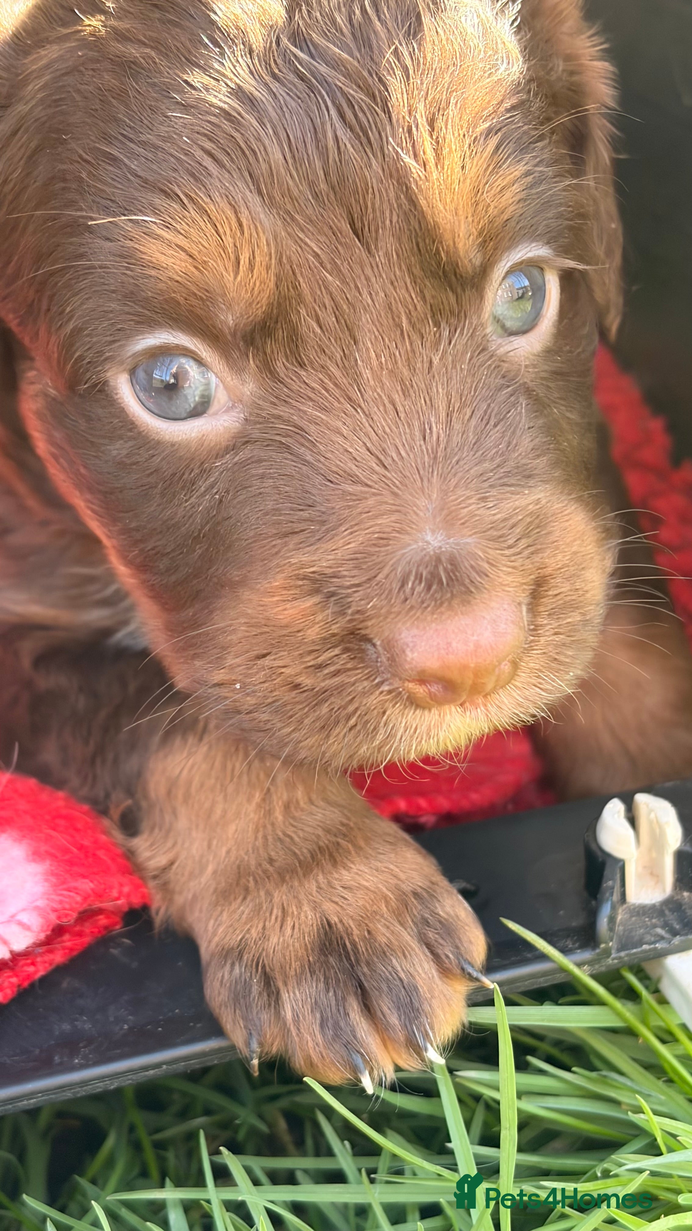 Cocker Spaniel dogs STUNNING WORKING COCKER SPANIEL PUPS.  - Advert 1