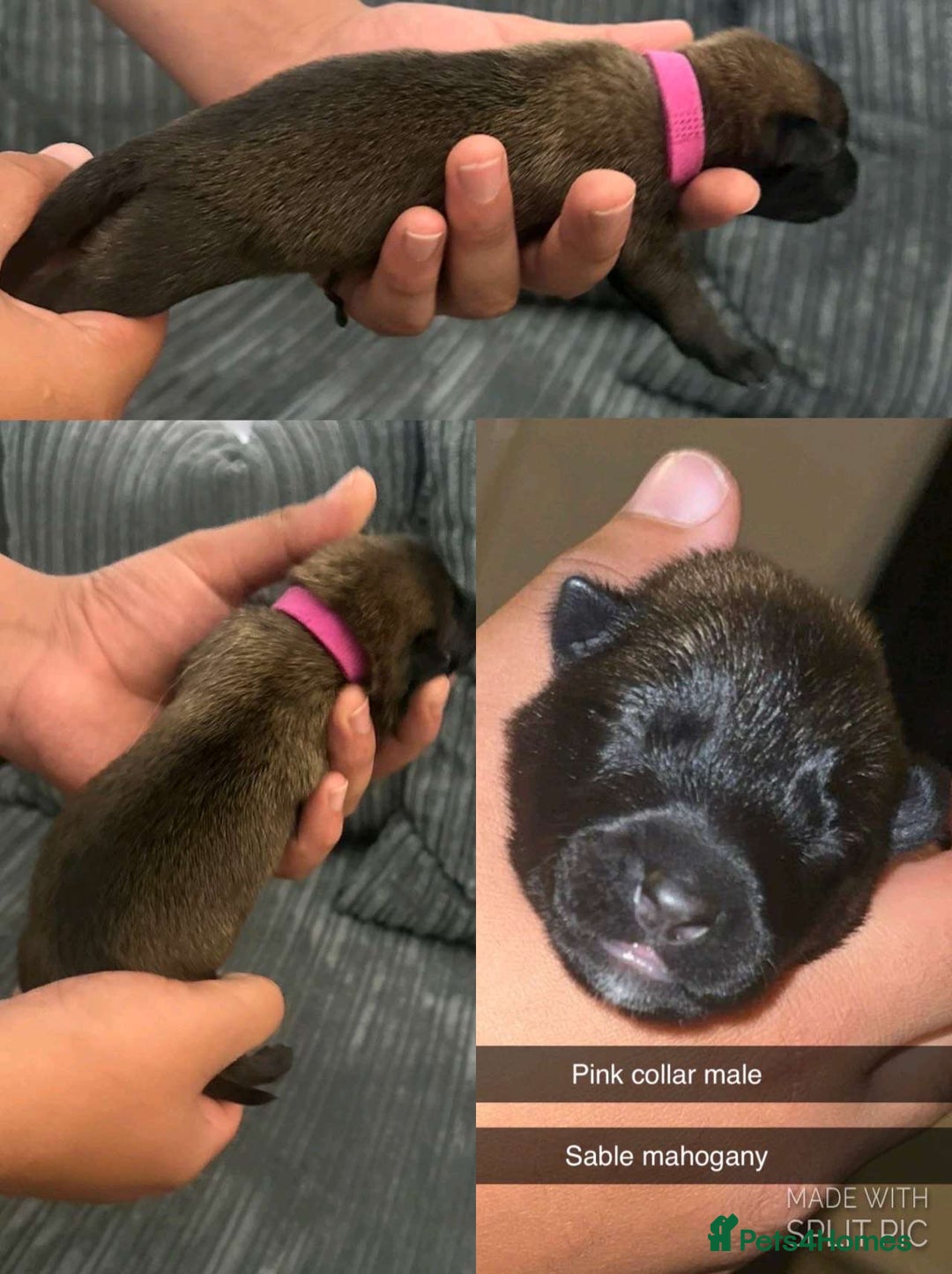 Belgian Shepherd Dog dogs for sale: JOKERLampak9🔥Narla VVk9🔥 belgian Malinois puppys - Image 8
