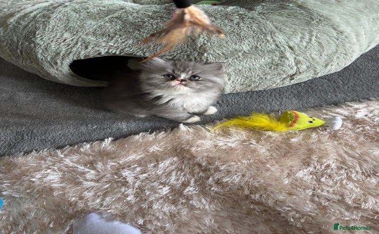 Persian cats - Advert 2