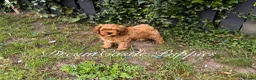 Cavapoo dogs for sale: Deep red Teddy Cavapoo ready now - Advert 3