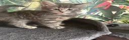 Mixed Breed cats for sale: Beautiful Maine coon mix kitten  in London - Advert 8
