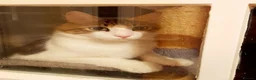 Mixed Breed cats for adoption: King Tut is looking for cuddles - Advert 8