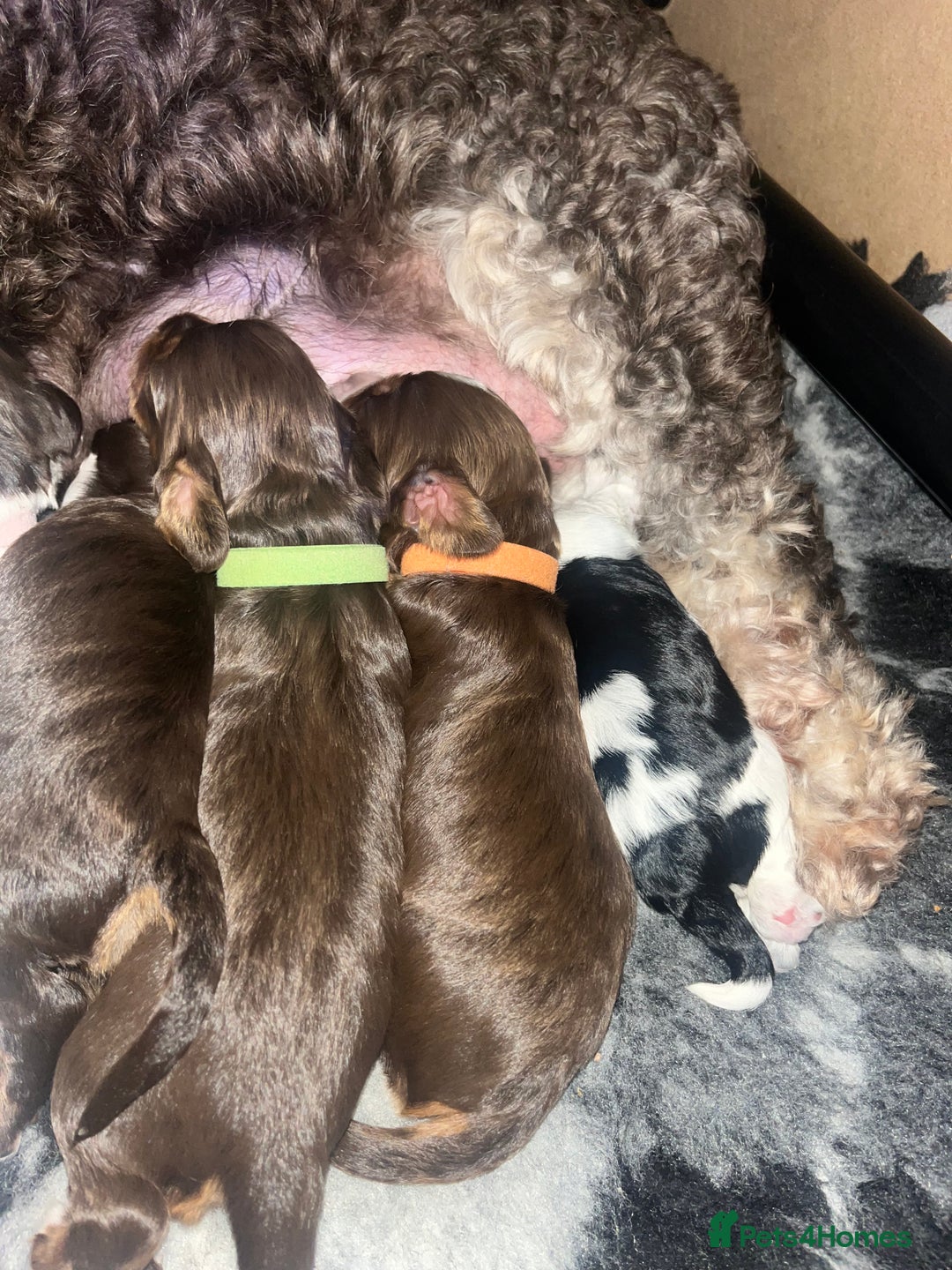 Cockapoo dogs for sale: Stunning litter of f1b cockapoo puppies  - Image 3