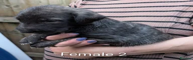 Irish Wolfhound Puppy 7