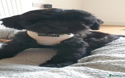 Australian Labradoodle dogs for sale: 2 GIRLS ONLY - Australian Labradoodle puppies - Image 36