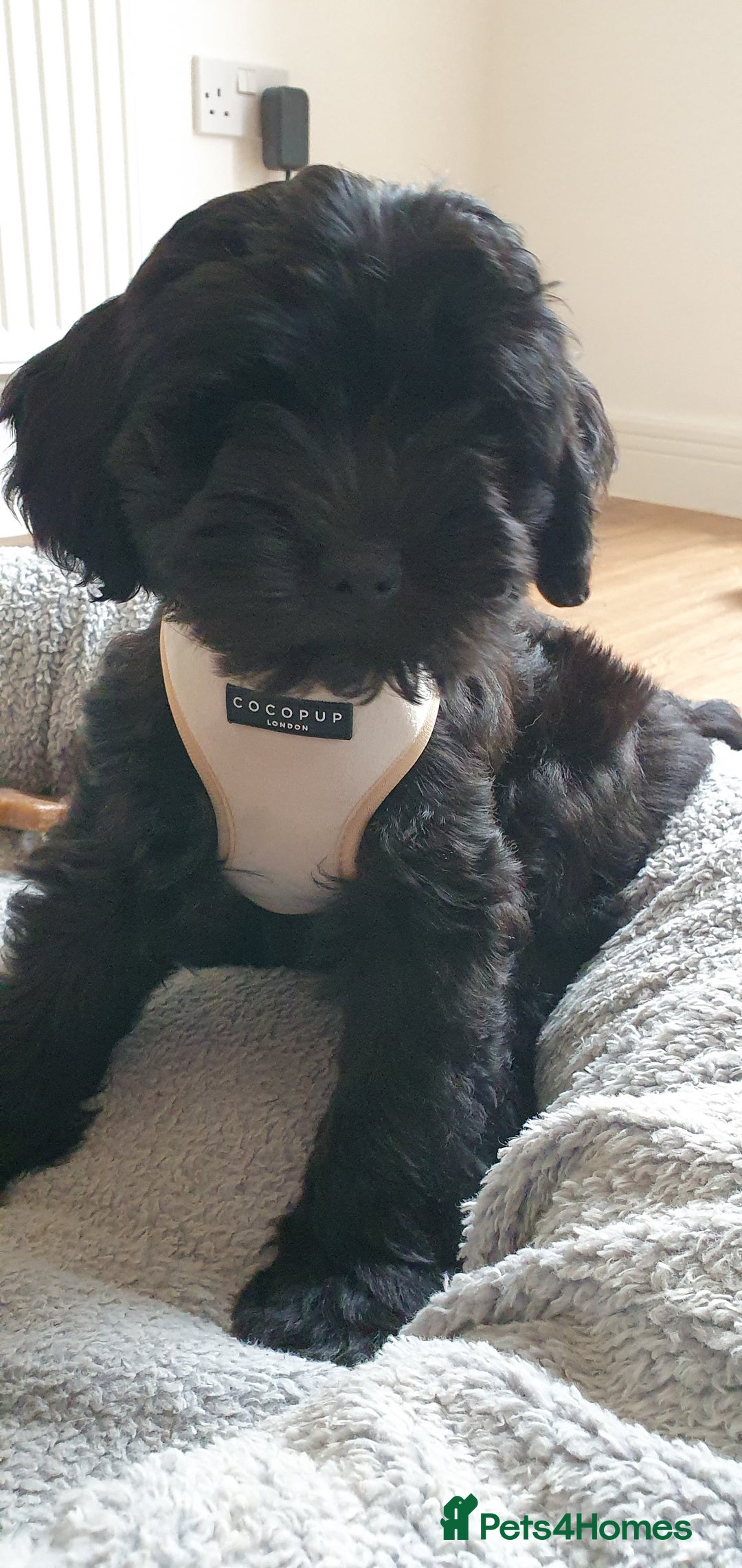 Australian Labradoodle dogs for sale: 2 GIRLS ONLY - Australian Labradoodle puppies - Image 36