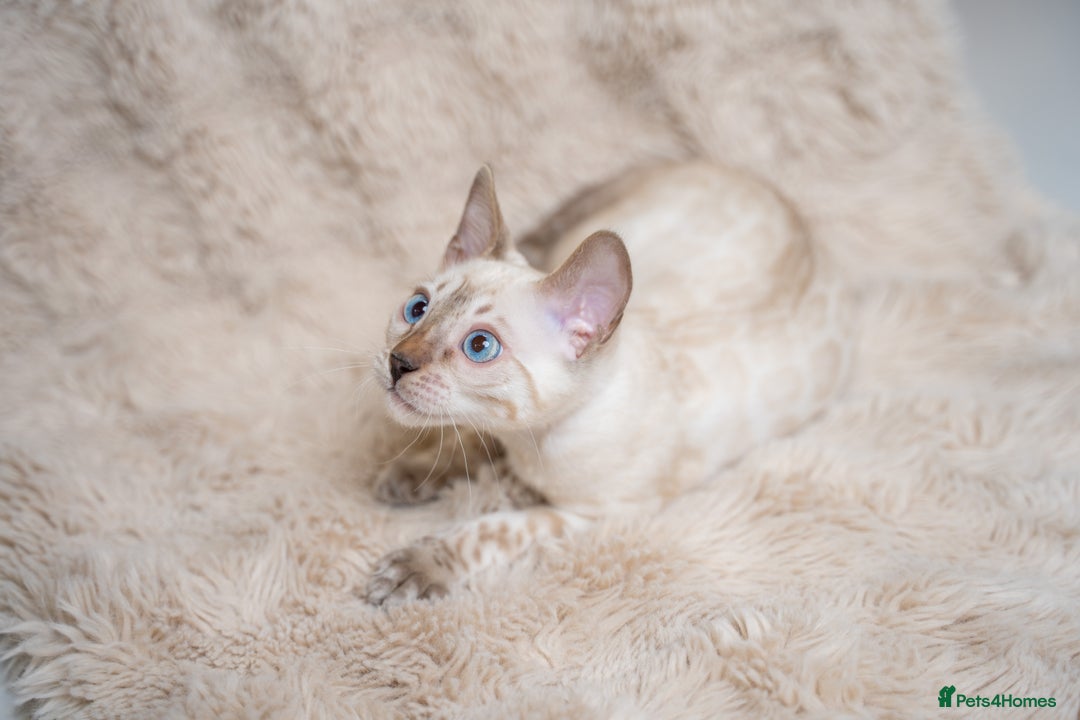 Bengal cats for sale: FRANCO- Snow Bengal Boy- Excellent traits-TICA reg - Advert 11