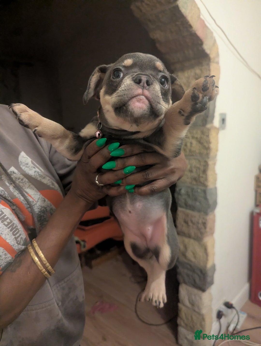 Mixed Breed dogs for sale: All cute and little tanks!  - Advert 6