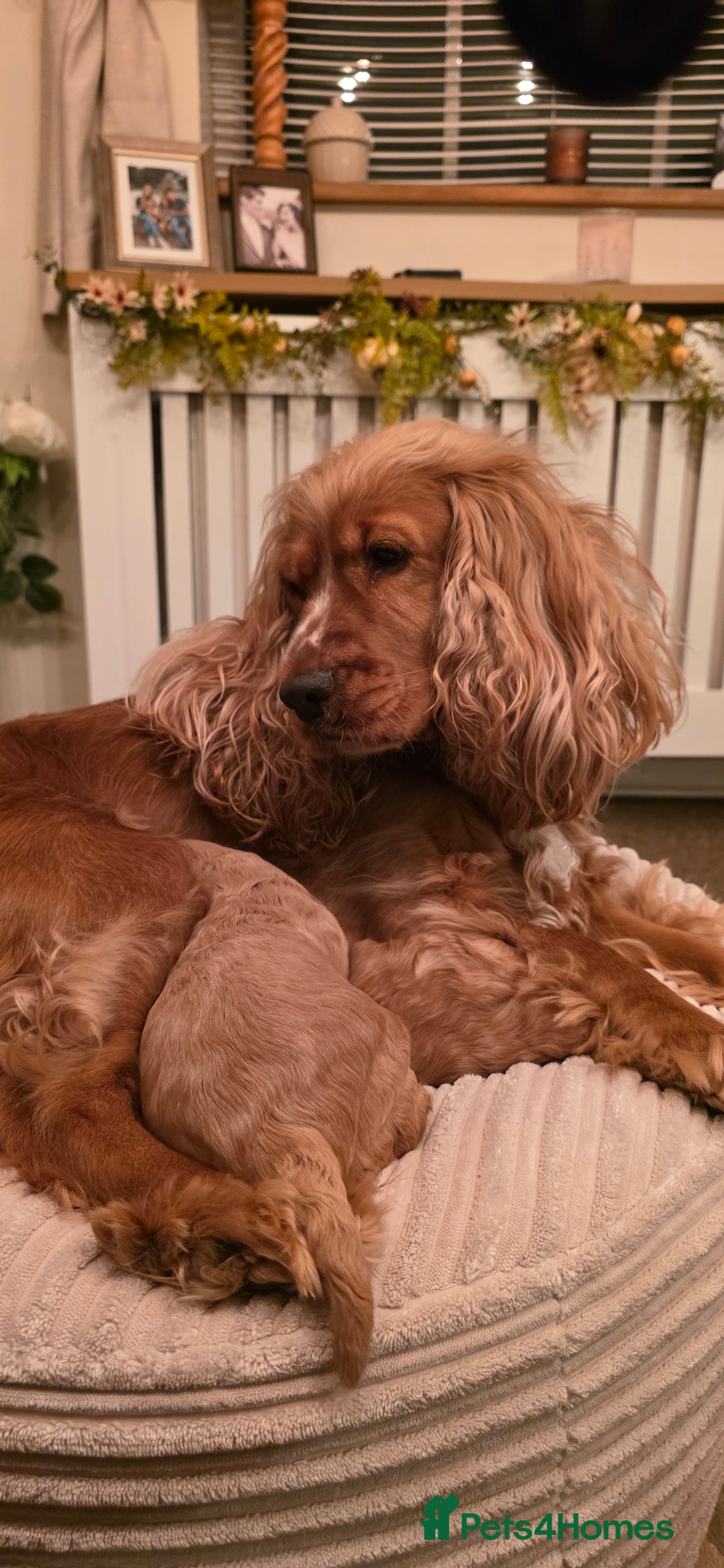 Cockapoo dogs for sale: Gorgous F1 Cockerpoo's Puppies - Advert 5