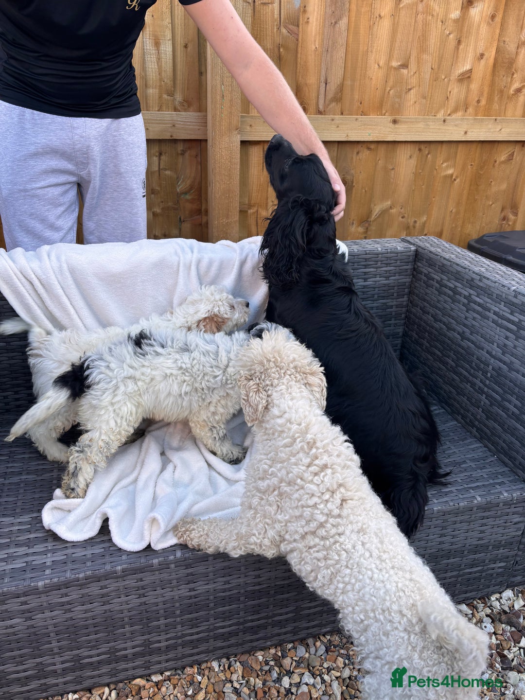 Cockapoo dogs for sale: F1 toy cockapoo puppies - Image 13
