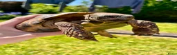 Tortoise reptiles for sale: Hermanns Tortoise - 18yr Old Male - Advert 5