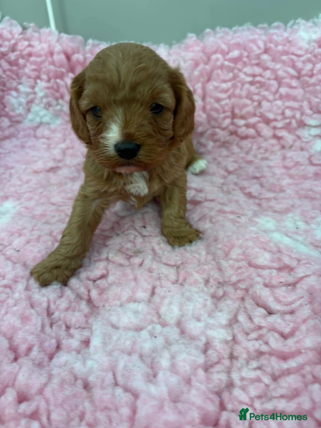 Cavapoo dogs for sale: F1 toy cavapoos - Advert 2