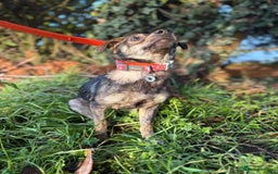 Mixed Breed dogs for adoption: Minnie - Hingham Norfolk  - Advert 17