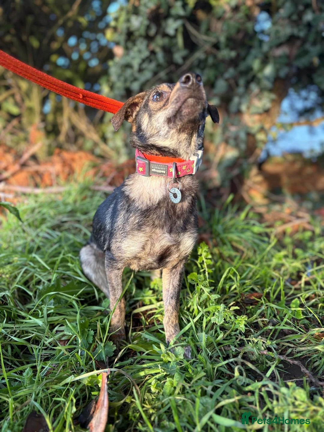 Mixed Breed dogs for adoption: Minnie - Hingham Norfolk  - Advert 17