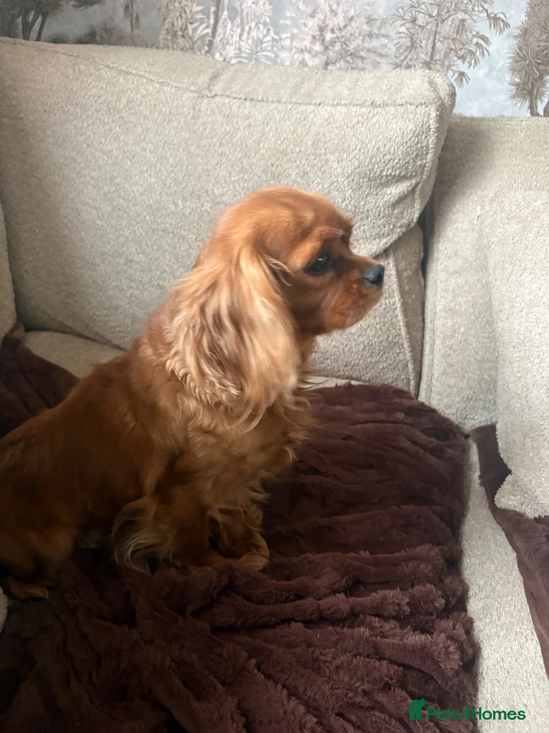 Cavalier King Charles Spaniel dogs for sale: 1year old King Charles cavalier  in Horncastle - Advert 3