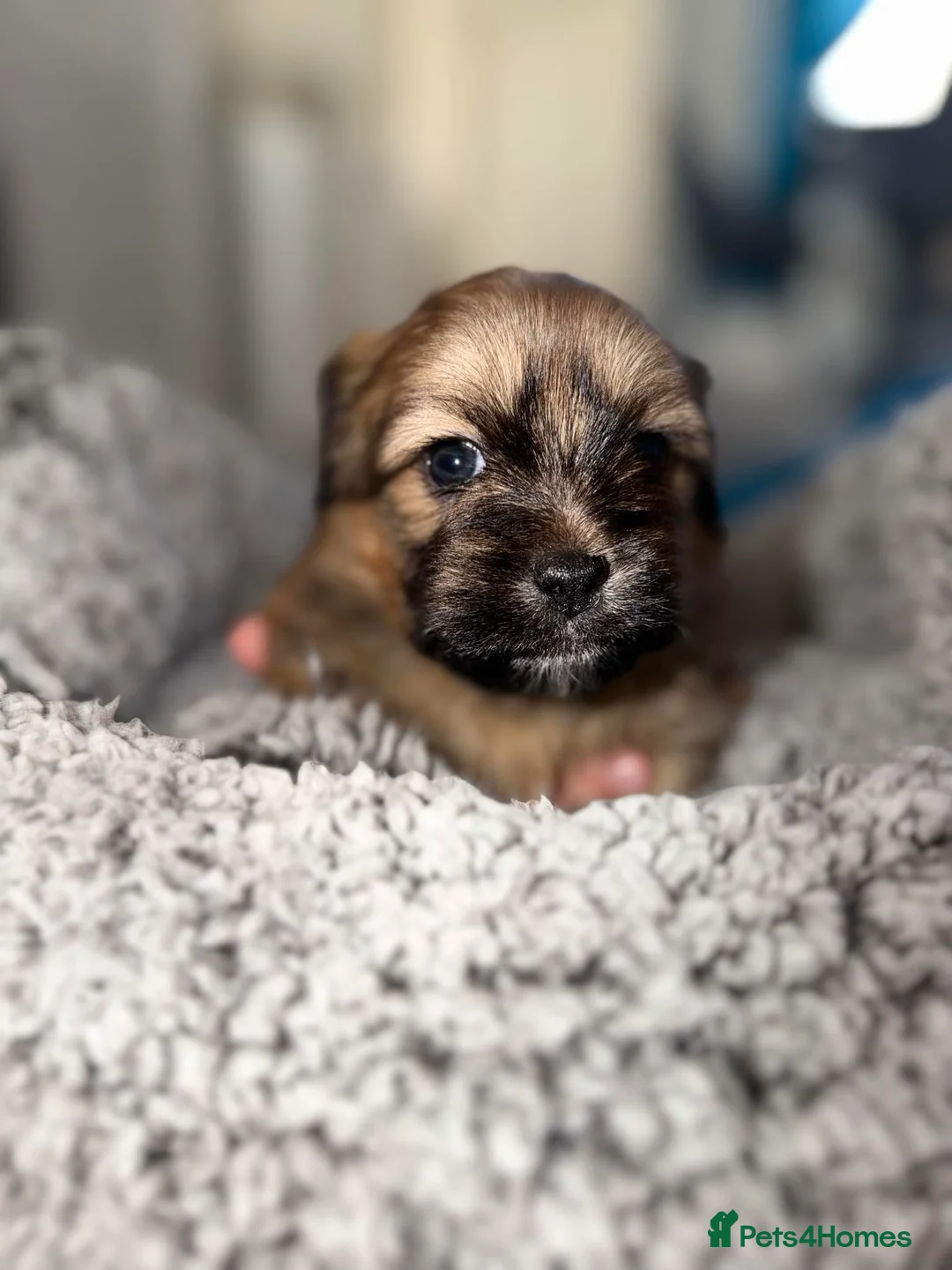 Mixed Breed dogs for sale: La-pom  pups , one boy still available  - Advert 9