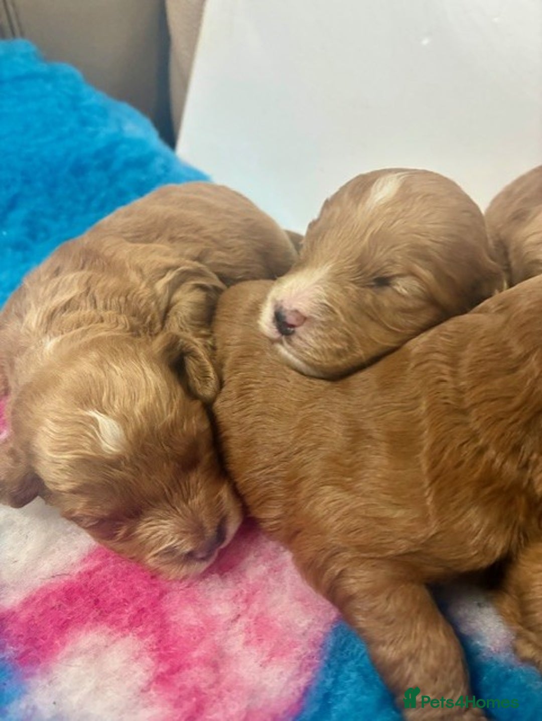 Cockapoo dogs for sale: 🌟 Beautiful F1 Cockapoo puppies 🌟 - Advert 4