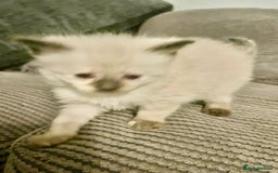 Mixed Breed cats for sale: 3/4 ragdoll kittens available  - Image 9