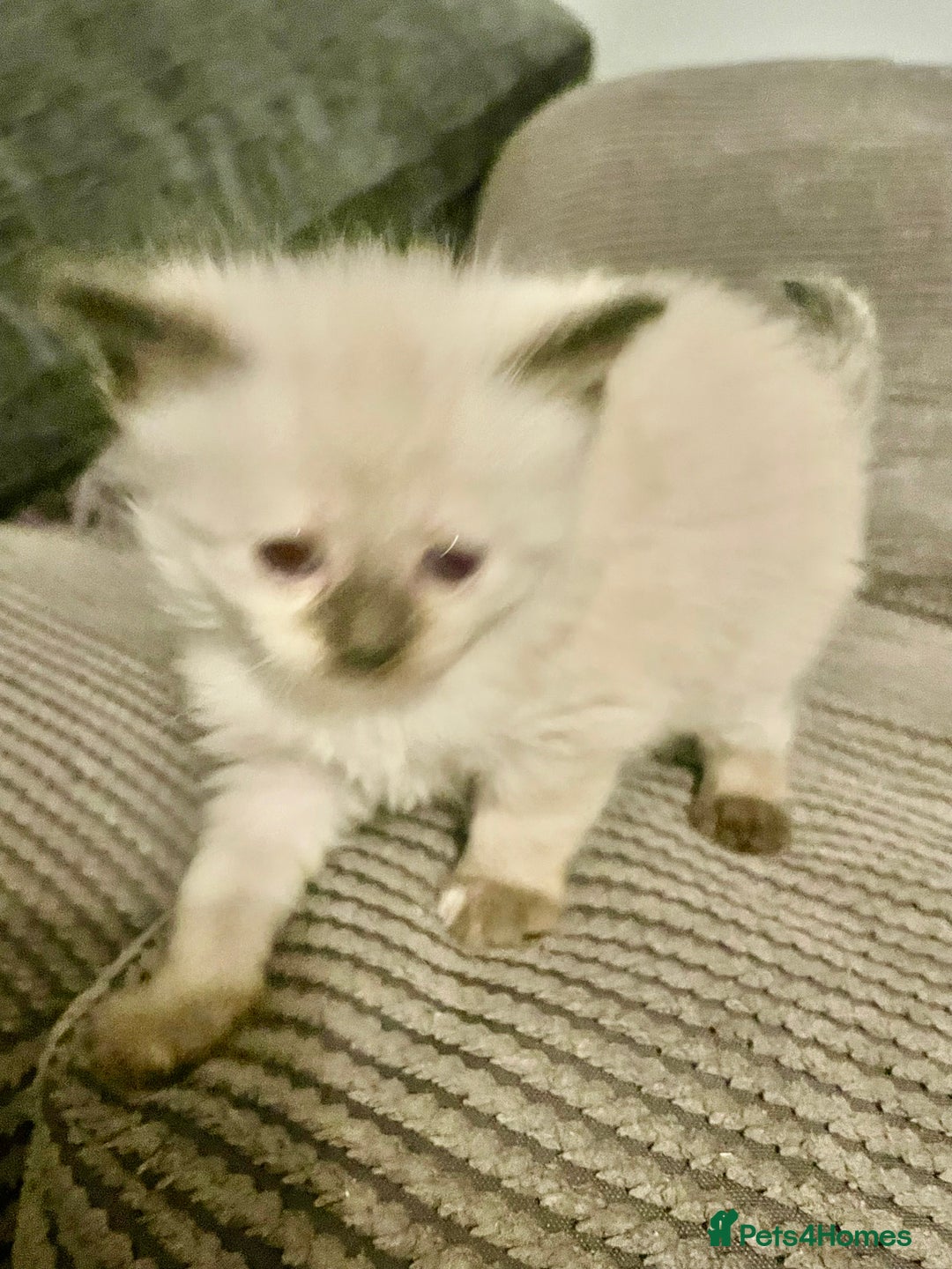 Mixed Breed cats for sale: 3/4 ragdoll kittens available  - Image 9