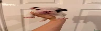 French Bulldog 2