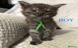 Maine Coon cats for sale: MaineCoon Kittens For Sale Black Smoke - Image 16