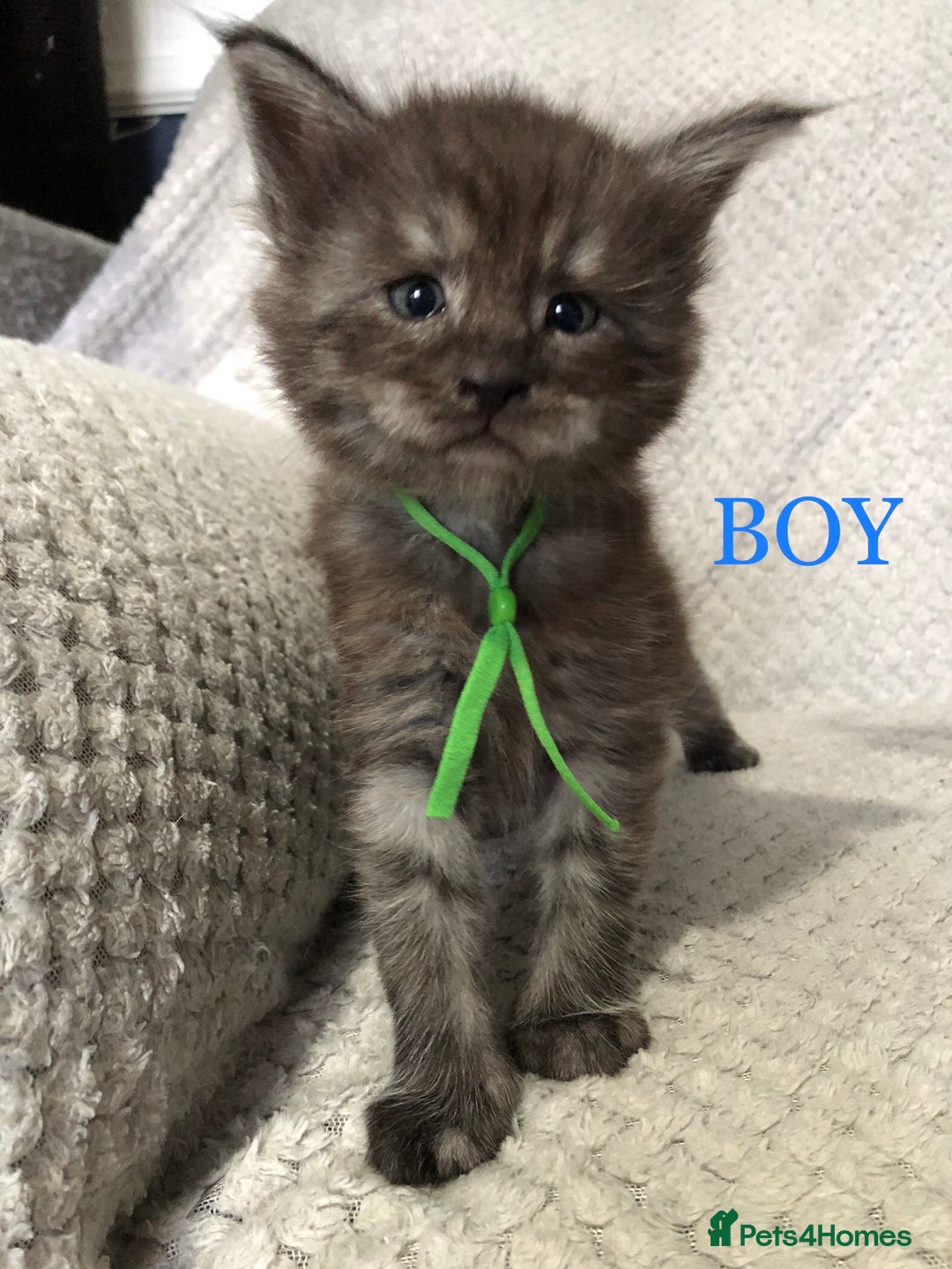 Maine Coon cats for sale: MaineCoon Kittens For Sale Black Smoke - Image 16