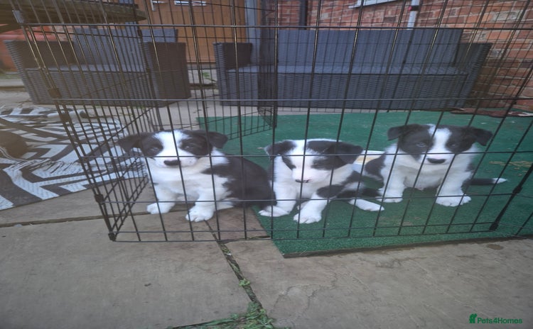 Border Collie dogs - Advert 3