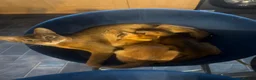 Abyssinian cats for sale: Adorable Abyssian kittens - Advert 1