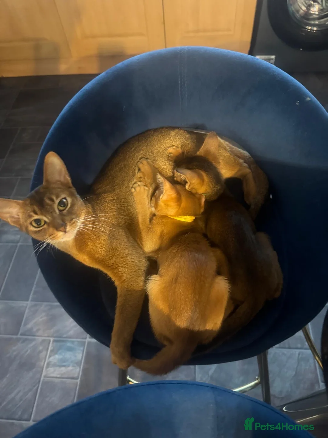 Abyssinian cats for sale: Adorable Abyssian kittens - Advert 1