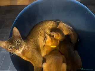 Abyssinian cats Adorable Abyssian kittens - Advert 10