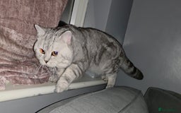 British Shorthair cats for sale: Silver Tabby BSH - Image 11