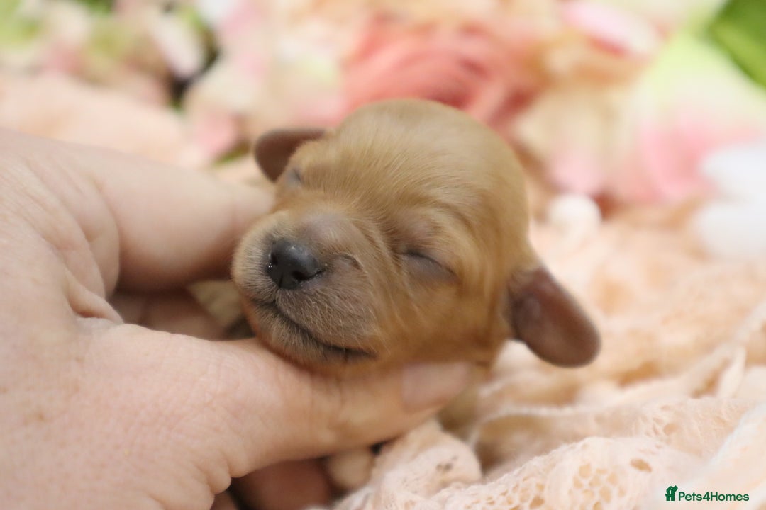 Cavapoo dogs for sale: Health Tested Cavapoo Puppies - Image 6