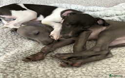 Italian Greyhound dogs for sale: Beautiful Italian greyhound puppies  - Image 2