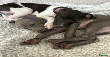 Italian Greyhound dogs - Advert 11
